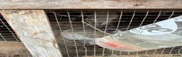 Californian rabbits for sale: Rabbits for you  - Advert 13
