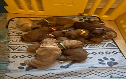 Irish Doodle dogs for sale: Gorgeous Miniature F1 Irish Doodles - Image 20