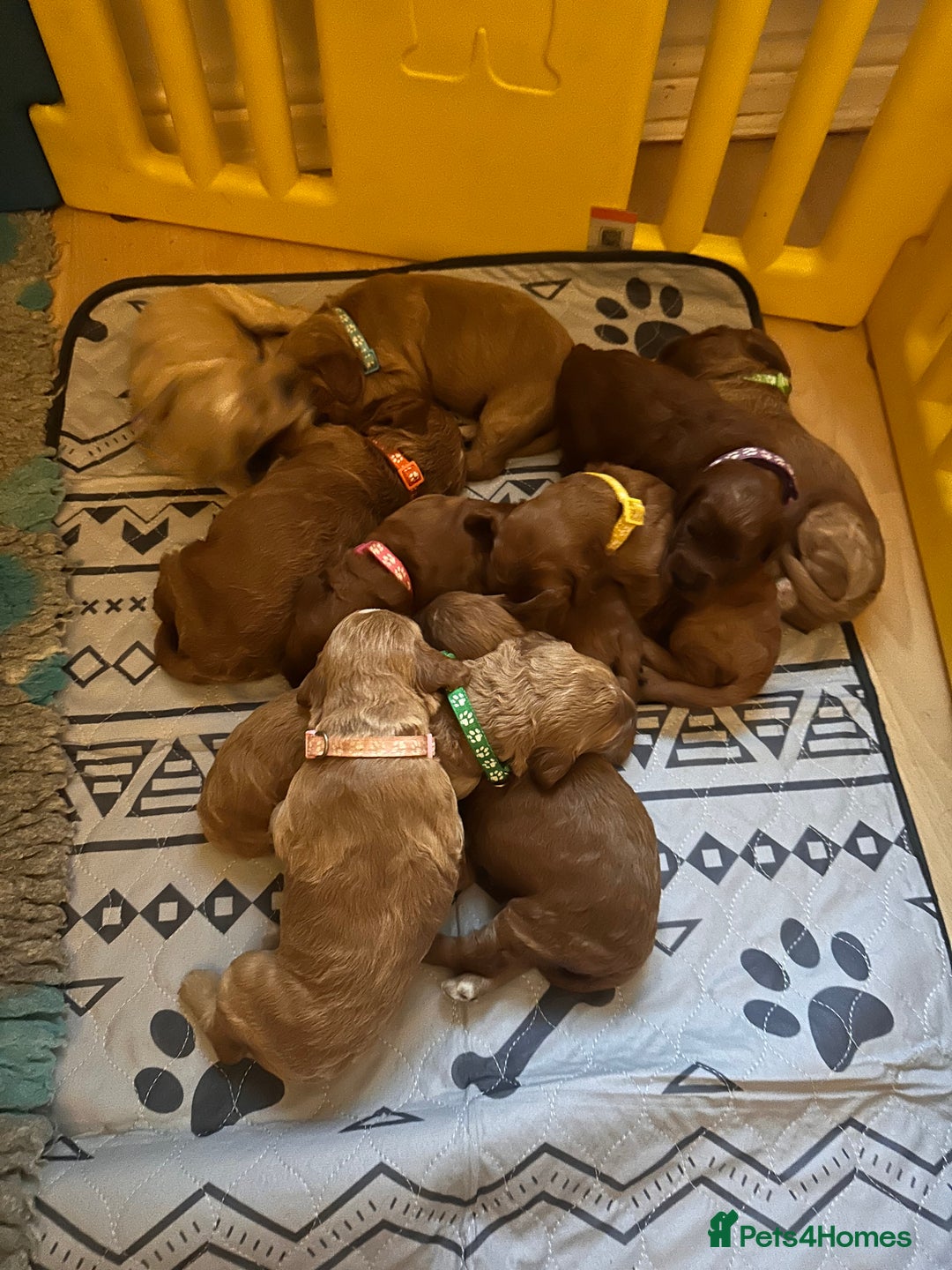 Irish Doodle dogs for sale: Gorgeous Miniature F1 Irish Doodles - Image 20