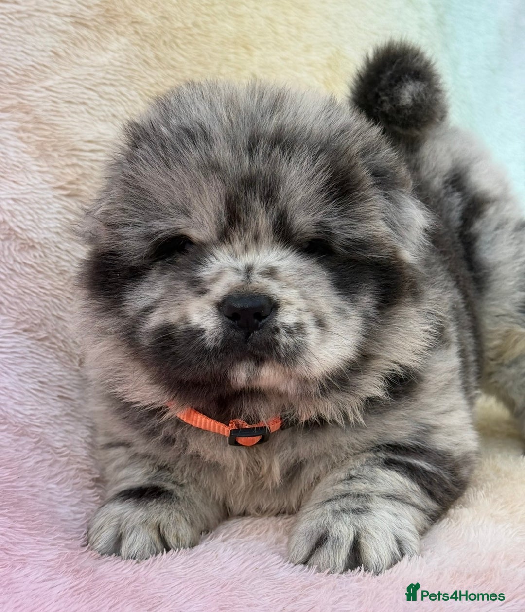 Chow Chow dogs for sale: American Blood Line Chow Chow Puppies  - Advert 12