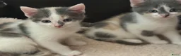 Domestic Shorthair cats for sale: Stunning energetic kittens - Advert 16