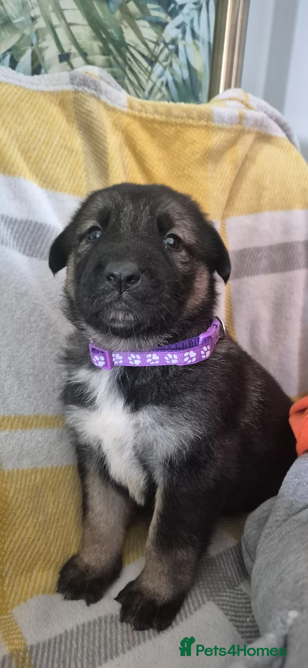 Mixed Breed dogs for sale: Kangal German shepherd mix lovely puppies - Advert 18