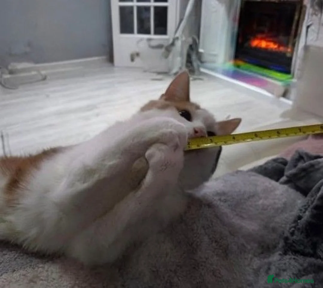 Mixed Breed cats for sale: Gorgeous boy - Advert 3