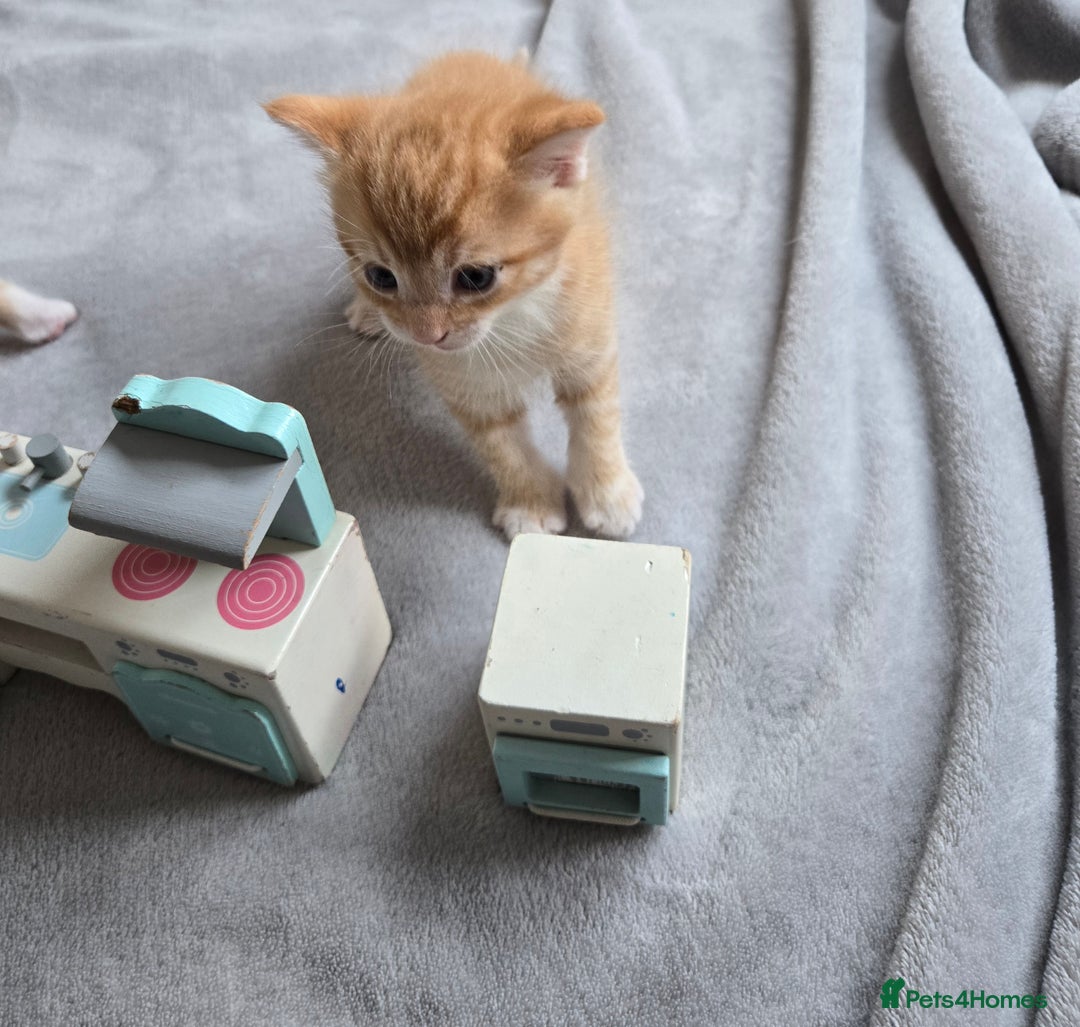 Mixed Breed cats for sale: Beautiful fluffy ginger kittens - Image 15