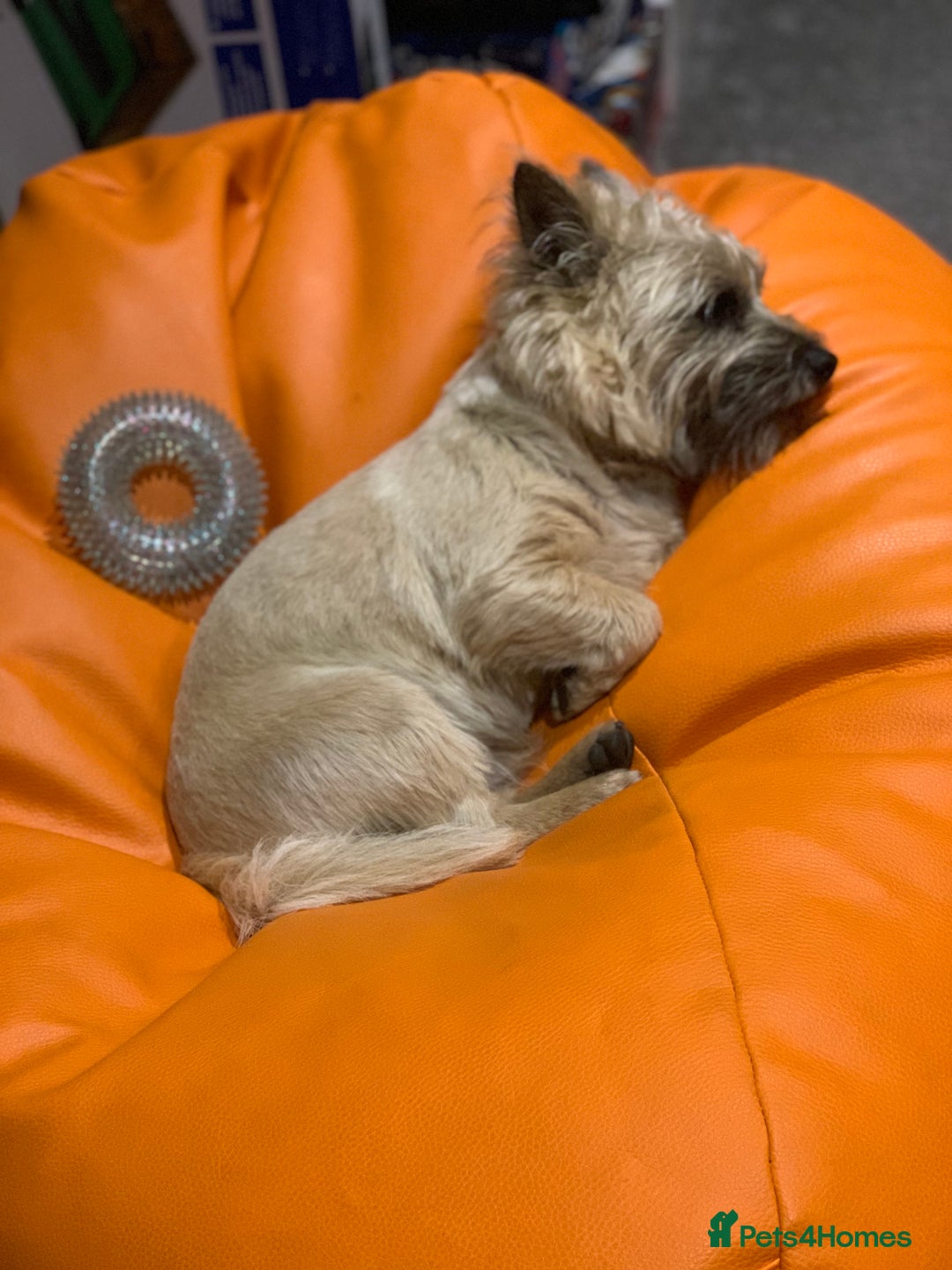 Cairn Terrier dogs for stud: kc registered cairn terrier for stud in Waterlooville - Advert 4