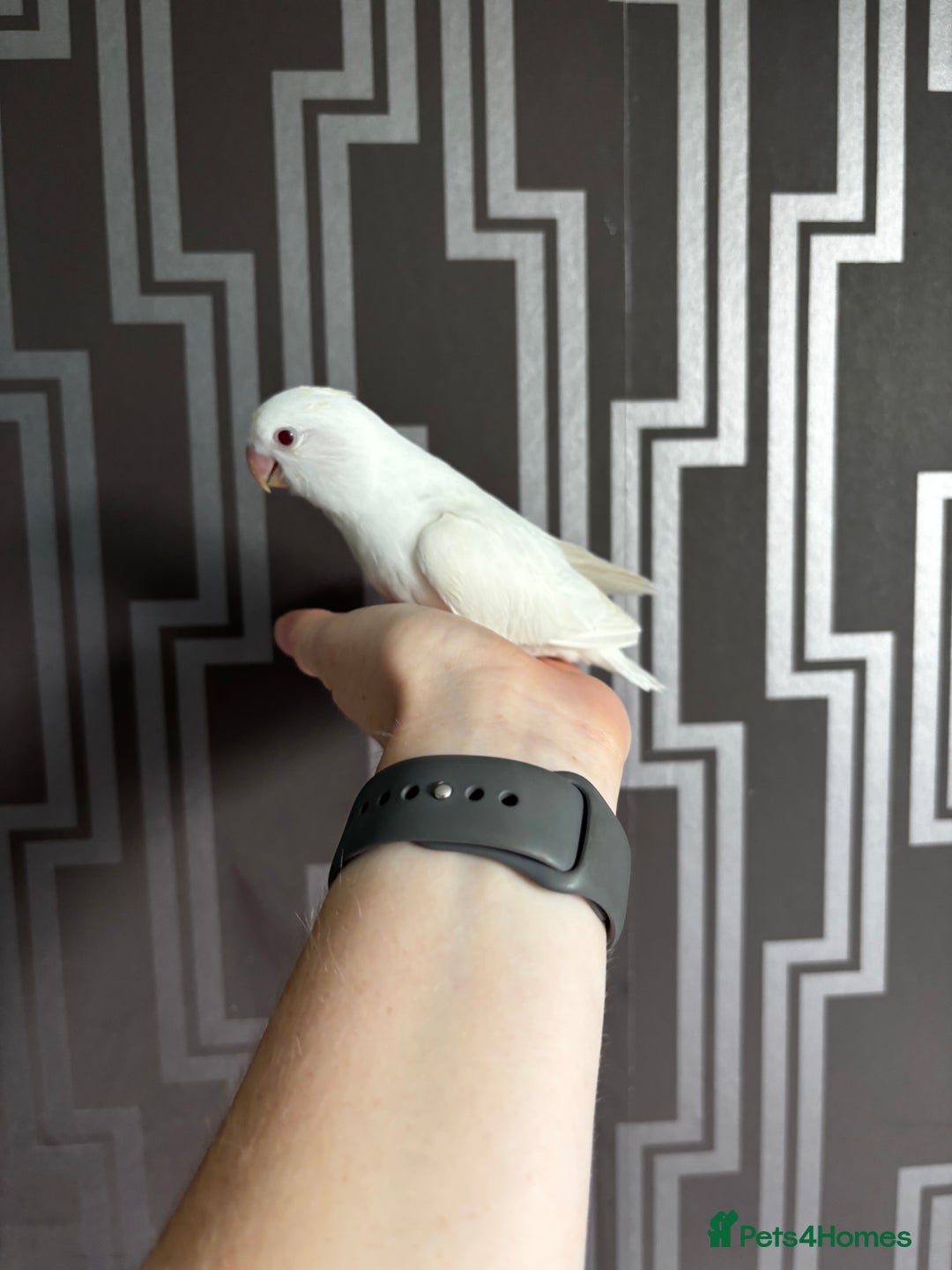 Lovebirds birds for sale: Hand reared pure white lovebird  - Image 4