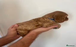 Cocker Spaniel dogs for sale: *READY NOW* COCKER SPANIEL PUPPIES KC REG SHOW in Newmarket - Image 12