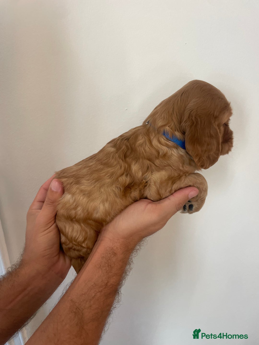 Cocker Spaniel dogs for sale: *READY NOW* COCKER SPANIEL PUPPIES KC REG SHOW in Newmarket - Image 12