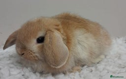 Mini Lop rabbits for sale: Vaccinated Min Lops-please read advert. - Image 4