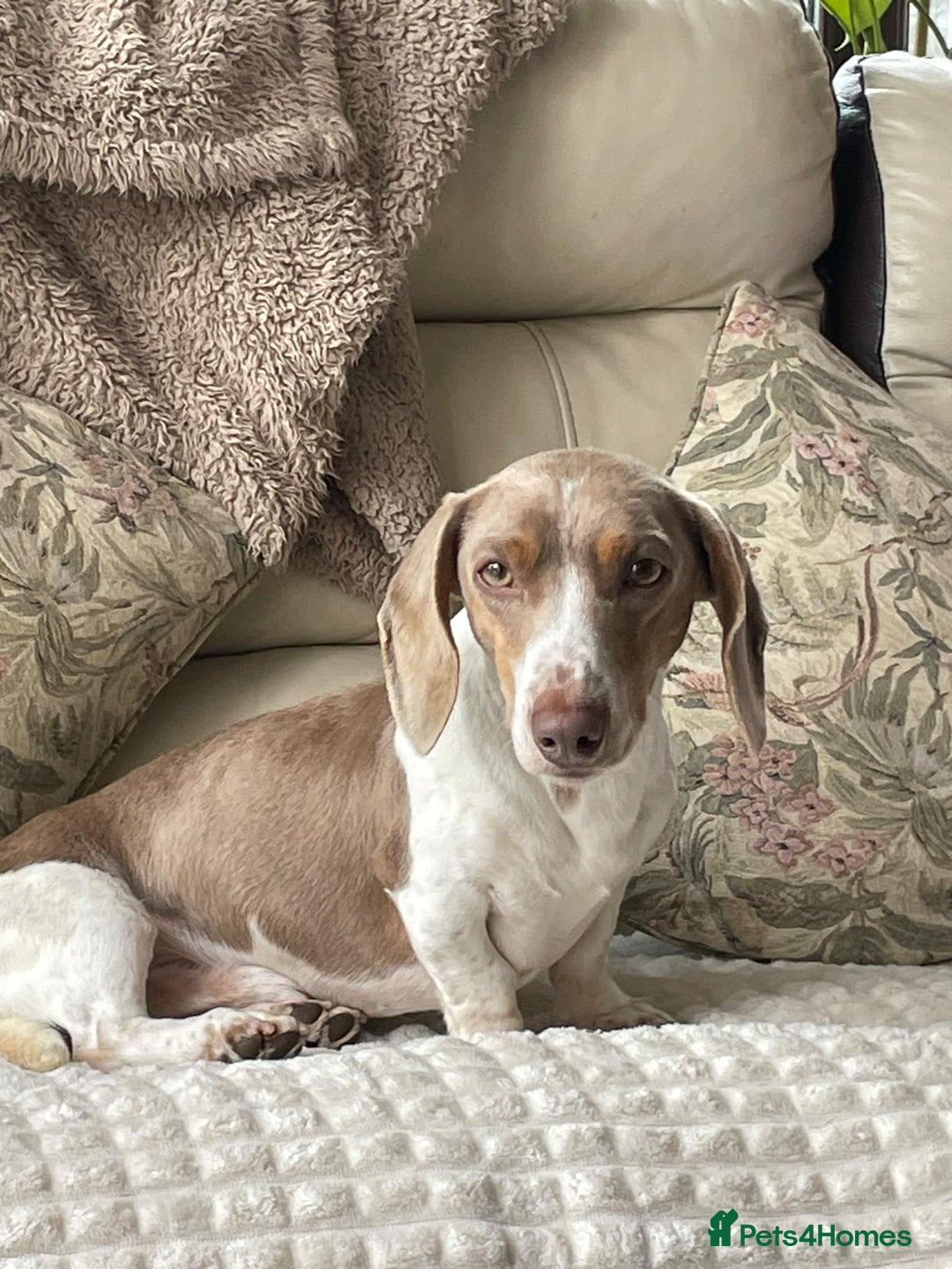 Dachshund dogs for stud: Kc studs available 💥both proven  in Bilston - Image 3