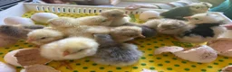 Chickens poultry for sale: Chicks & Hatching Eggs Pure breed - Advert 6