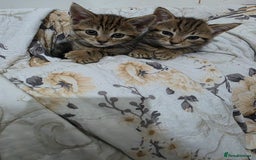 Mixed Breed cats for sale: 2 lovely girls looking for forever home  - Image 2