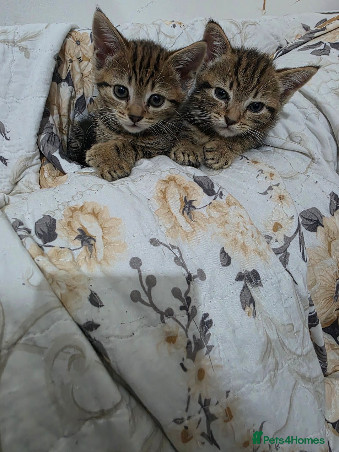 Mixed Breed cats for sale: 2 lovely girls looking for forever home  - Image 2