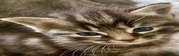 Mixed Breed cats for sale: Part ragdoll kittens - Advert 9