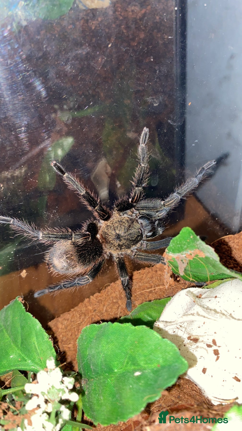 Tarantulas invertebrates 2 year old tarantula for sale - Advert 17