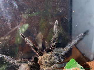 Tarantulas invertebrates 2 year old tarantula for sale - Advert 4
