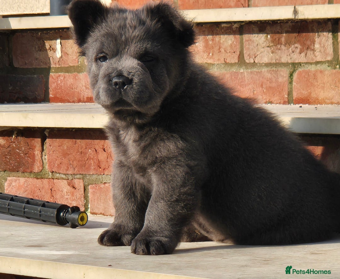 Mixed Breed dogs for sale: Chowxfrenchie Ready for new homes** - Image 13