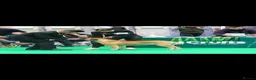 Bullmastiff dogs for sale: Superb Bullmastiff pups in Stoke-on-Trent - Advert 1