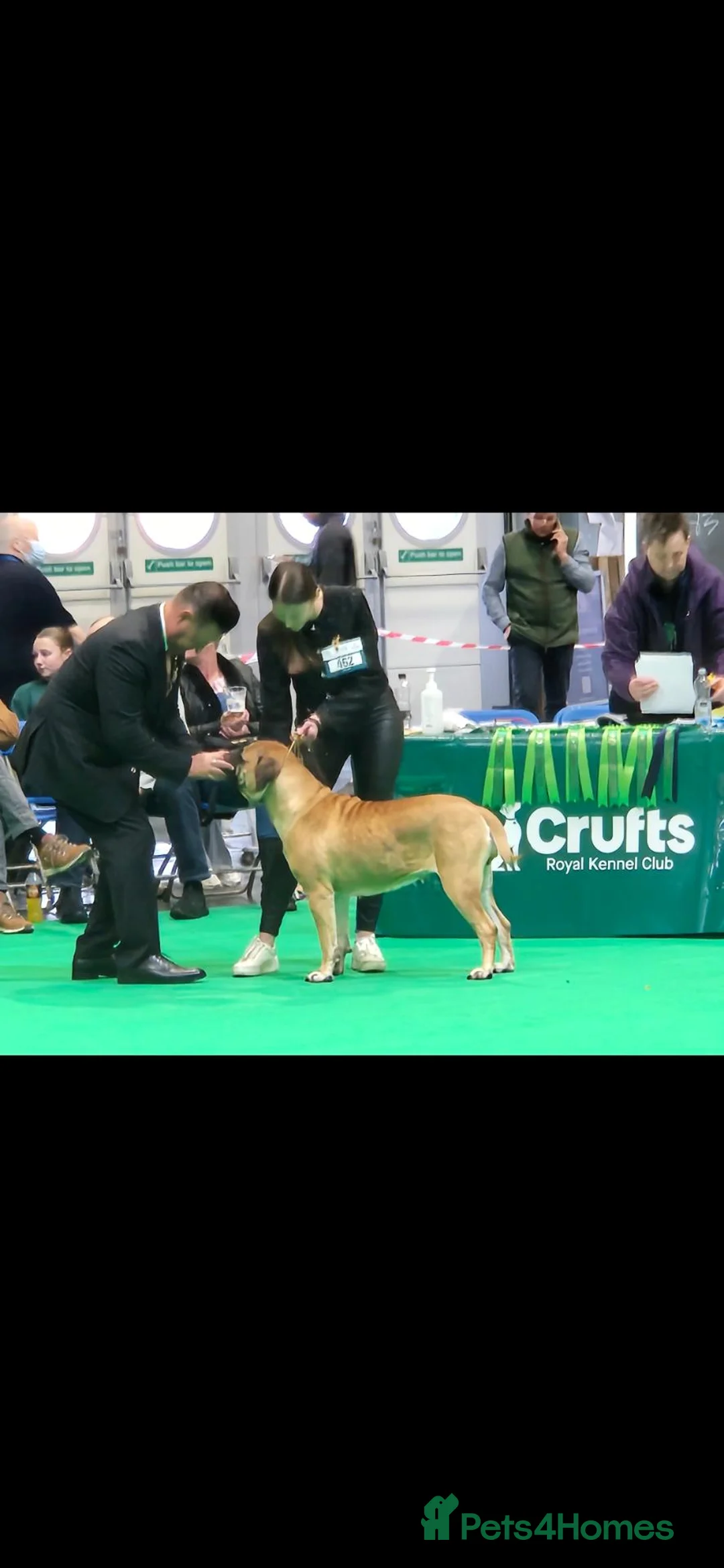 Bullmastiff dogs for sale: Superb Bullmastiff pups in Stoke-on-Trent - Advert 1