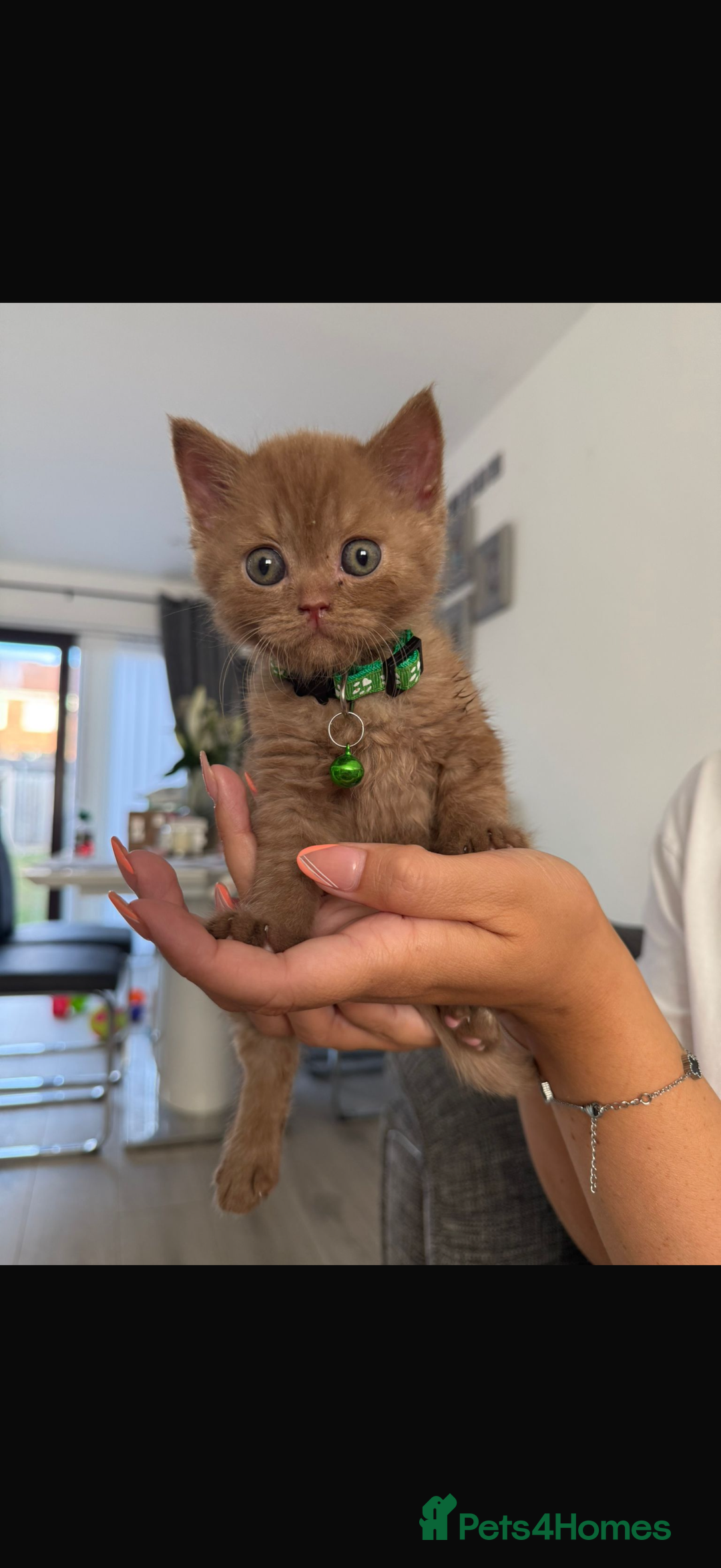 British Shorthair cats for sale: 🐾Beautiful Pedigree Kittens 🐾 READY NOW!!  in Cradley Heath - Image 8