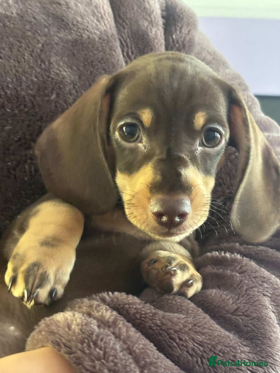 Dachshund dogs for sale: Minature Dachsund - Image 5