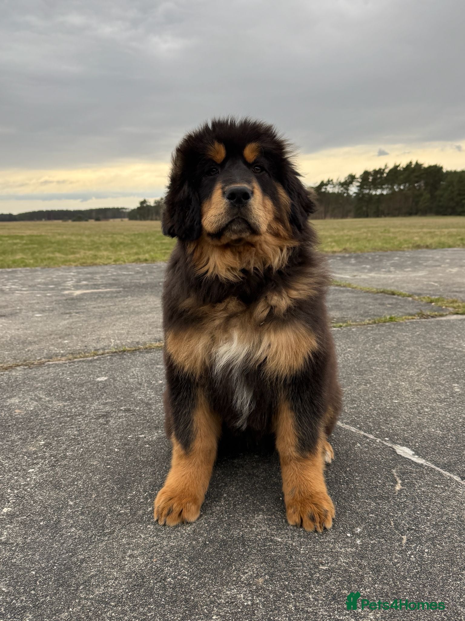 Tibetan Mastiff dogs Beautiful Tibetan Mastiff pup for sale  - Advert 2