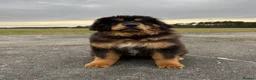 Tibetan Mastiff dogs for sale: Beautiful Tibetan Mastiff pup for sale  - Advert 1
