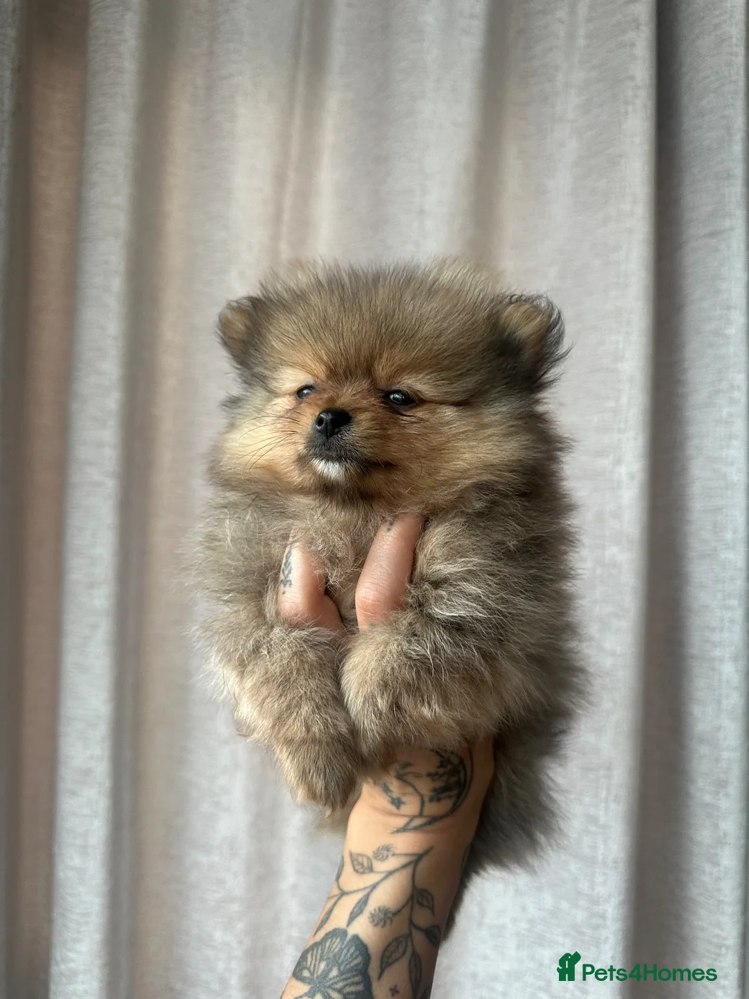 Pomeranian dogs for sale: READY TO GO🩵🐻2 stunning KC Pomeranian puppies🐻 - Advert 2