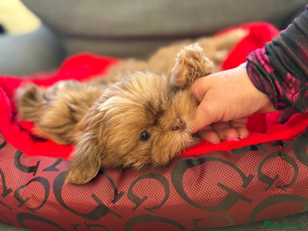 Shih Tzu dogs for sale: Shih Tzu KARASHISHI Line Two Boys Left Green Eyes - Advert 20
