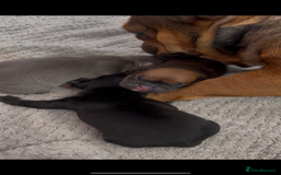 Mixed Breed dogs for sale: French Bulldog X Pocket Bullies for sale  - Image 8