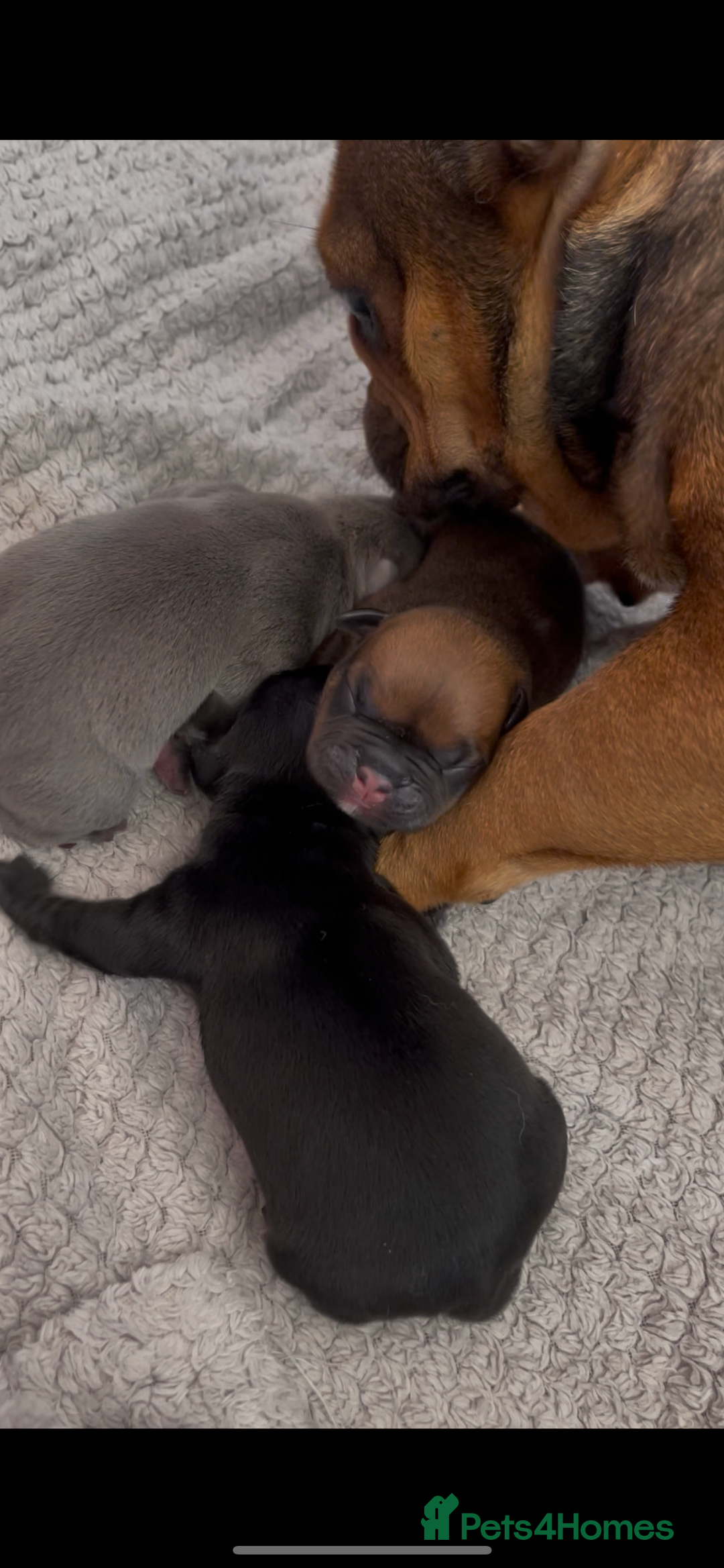 Mixed Breed dogs for sale: French Bulldog X Pocket Bullies for sale  - Image 8