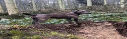 Patterdale Terrier dogs for sale: Chocolate Patterdales  - Advert 5