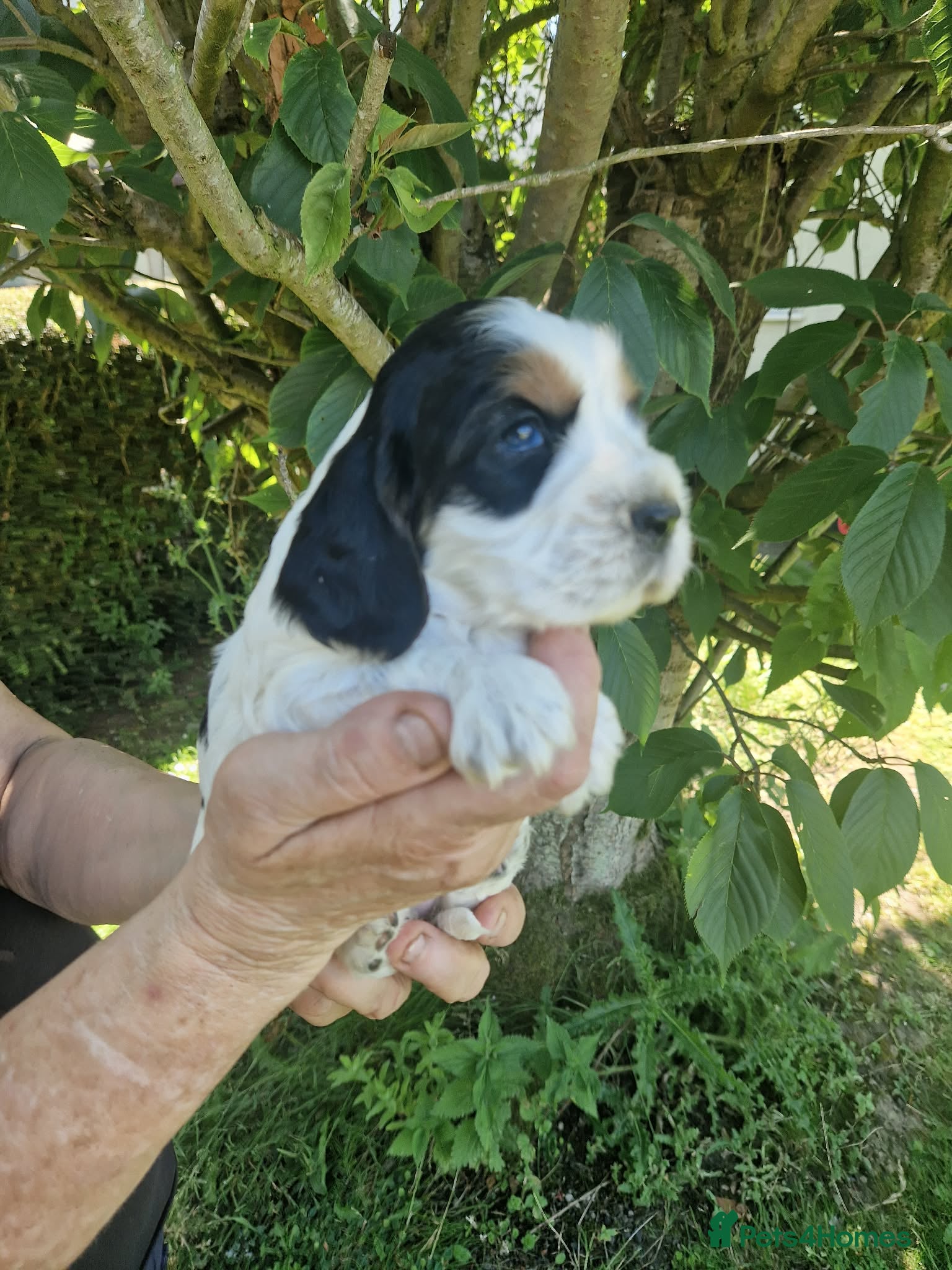 Cocker Spaniel dogs SIMPLY UNIQUE KC REG SHOW TYPE COCKER SPANIEL - Advert 2