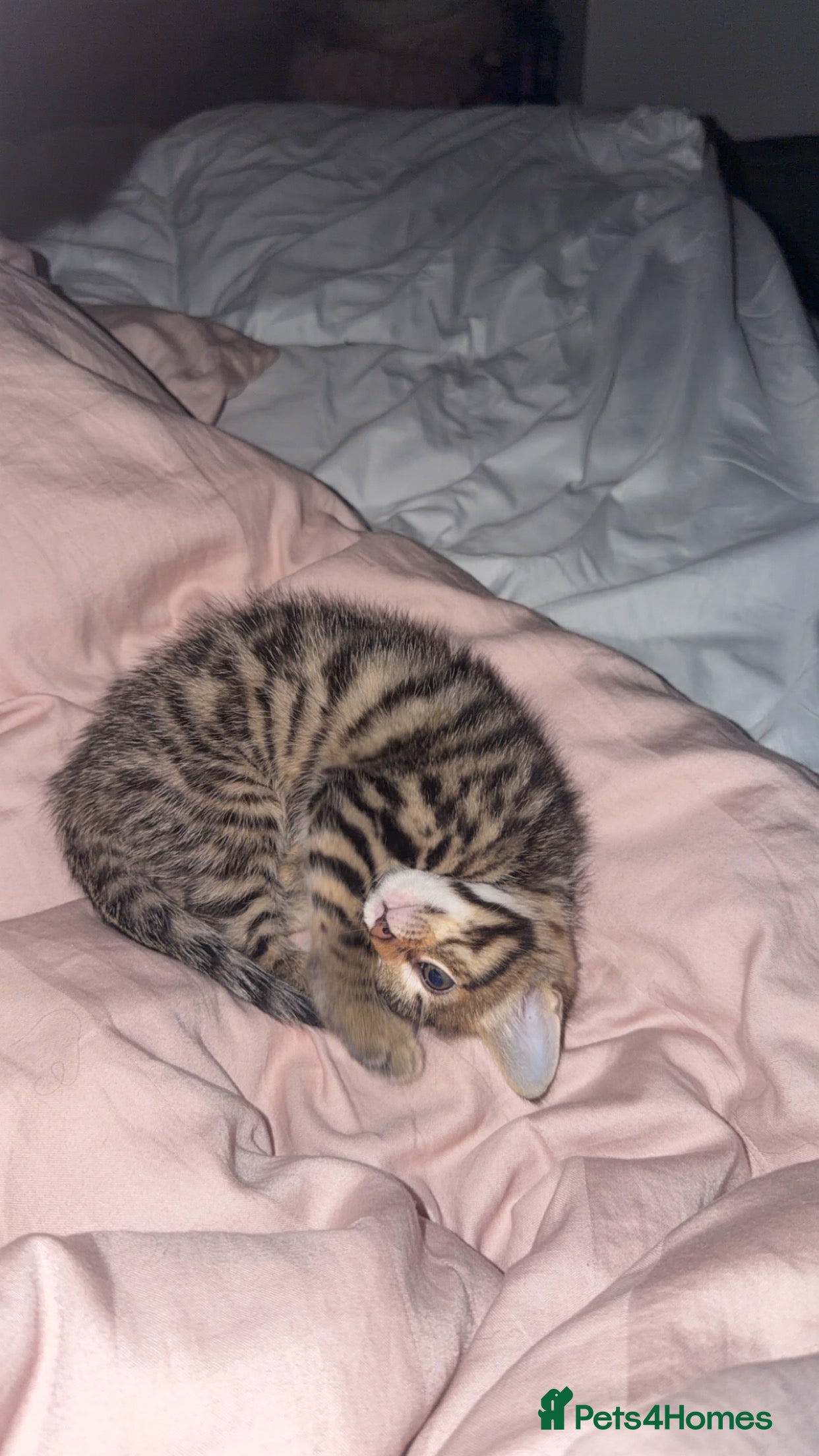 Bengal cats for sale: Beautiful Bengal/Ragdoll Kitten for Sale  - Advert 2