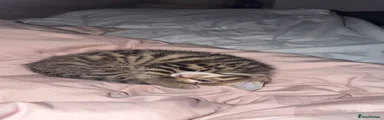 Bengal 1