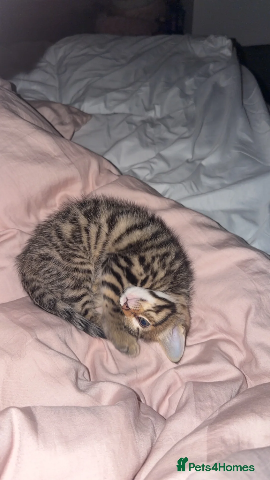 Bengal cats for sale: Beautiful Bengal/Ragdoll Kitten for Sale  - Advert 2