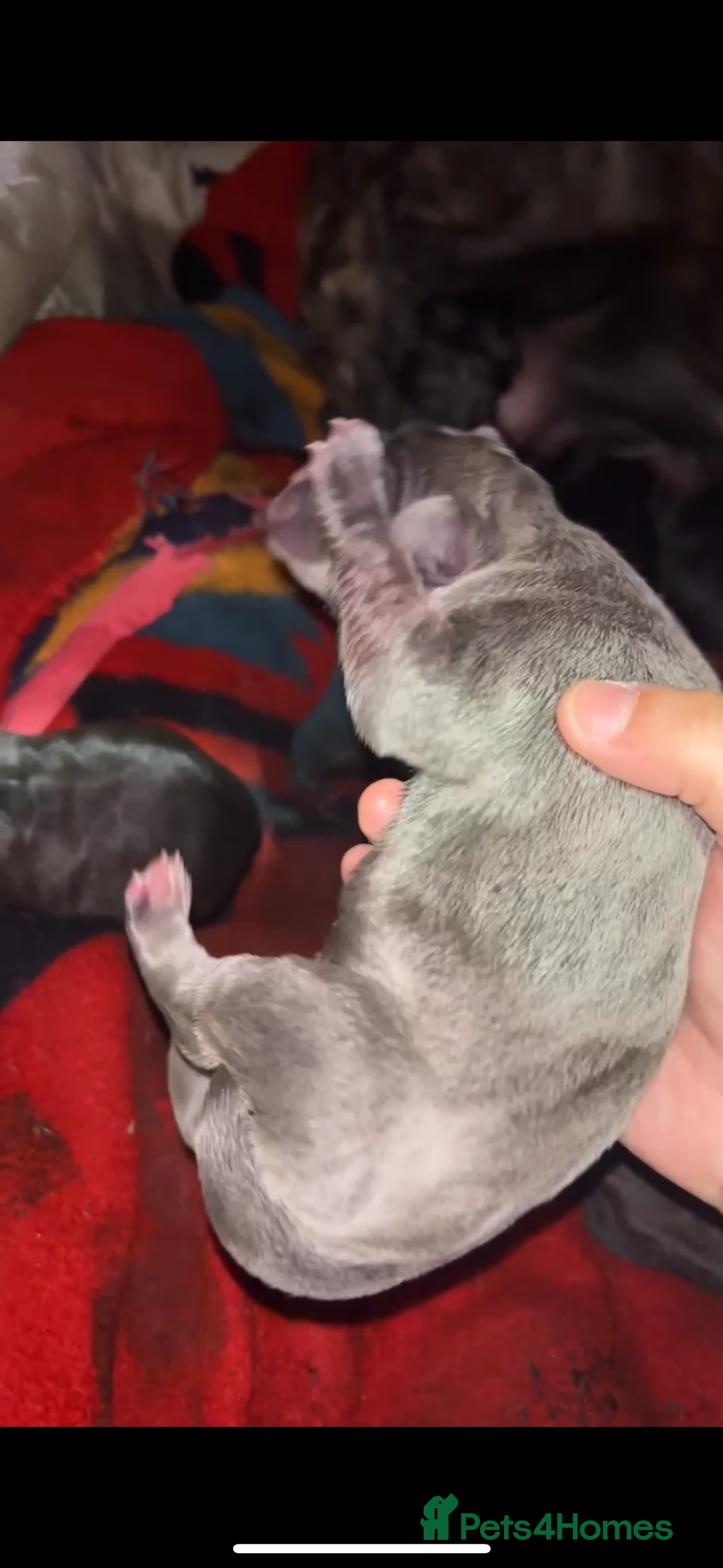 Cane Corso dogs for sale: Cane Corso first litter of puppies !! - Image 18