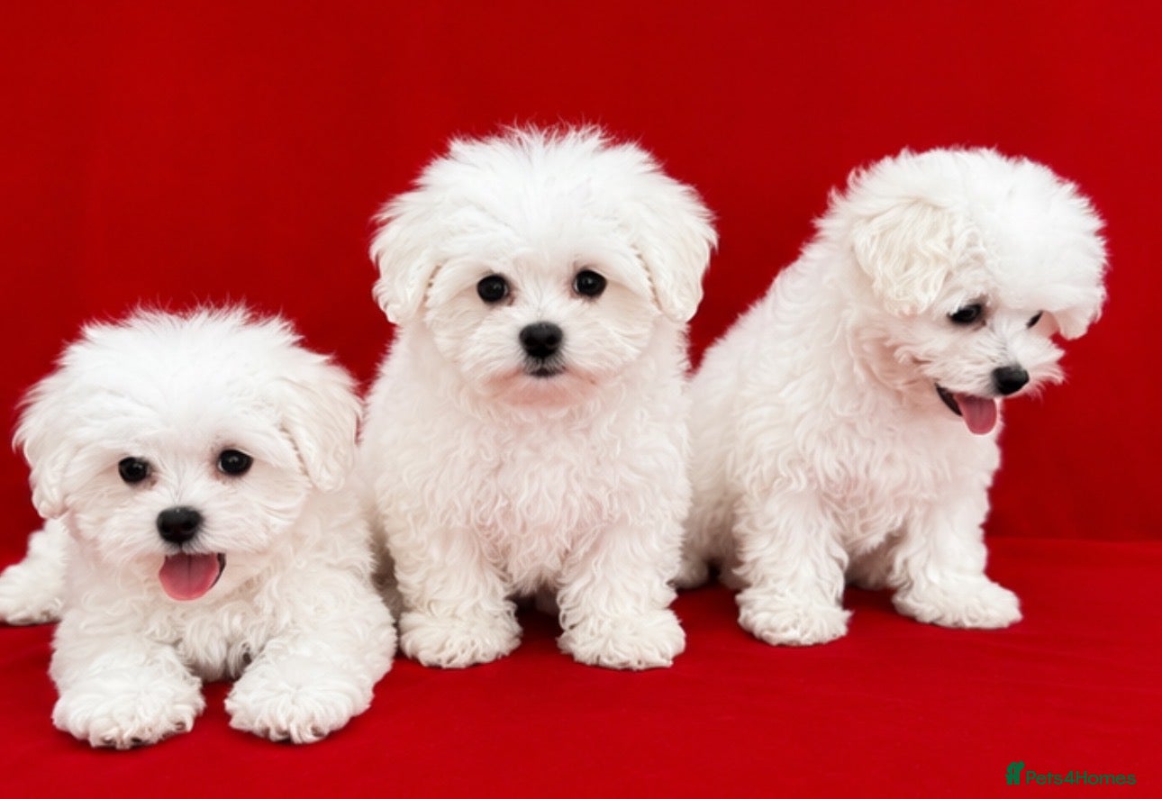Maltipoo dogs Beautiful Maltipoo Puppies Looking4Forever Homes - Advert 1