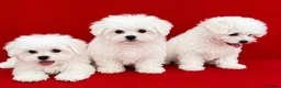 Maltipoo dogs for sale: Beautiful Maltipoo Puppies Looking4Forever Homes - Advert 1