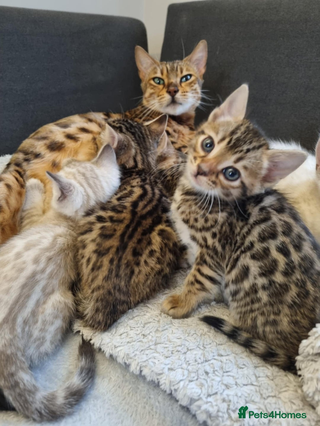 Bengal cats for sale: Pure Bengal kittens ready to reserve - Advert 1