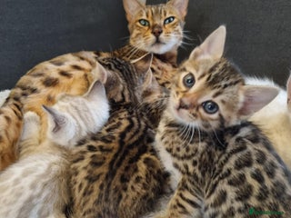 Bengal cats Pure Bengal kittens ready to reserve - Advert 4