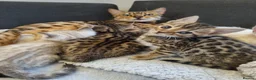Bengal cats for sale: Pure Bengal kittens ready to reserve - Advert 3