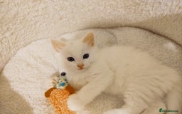 British Longhair cats for sale: White longhair domestic kitten - Image 4