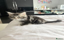 Ragdoll cats for sale: Ragdoll and Russian blue mix  - Image 15