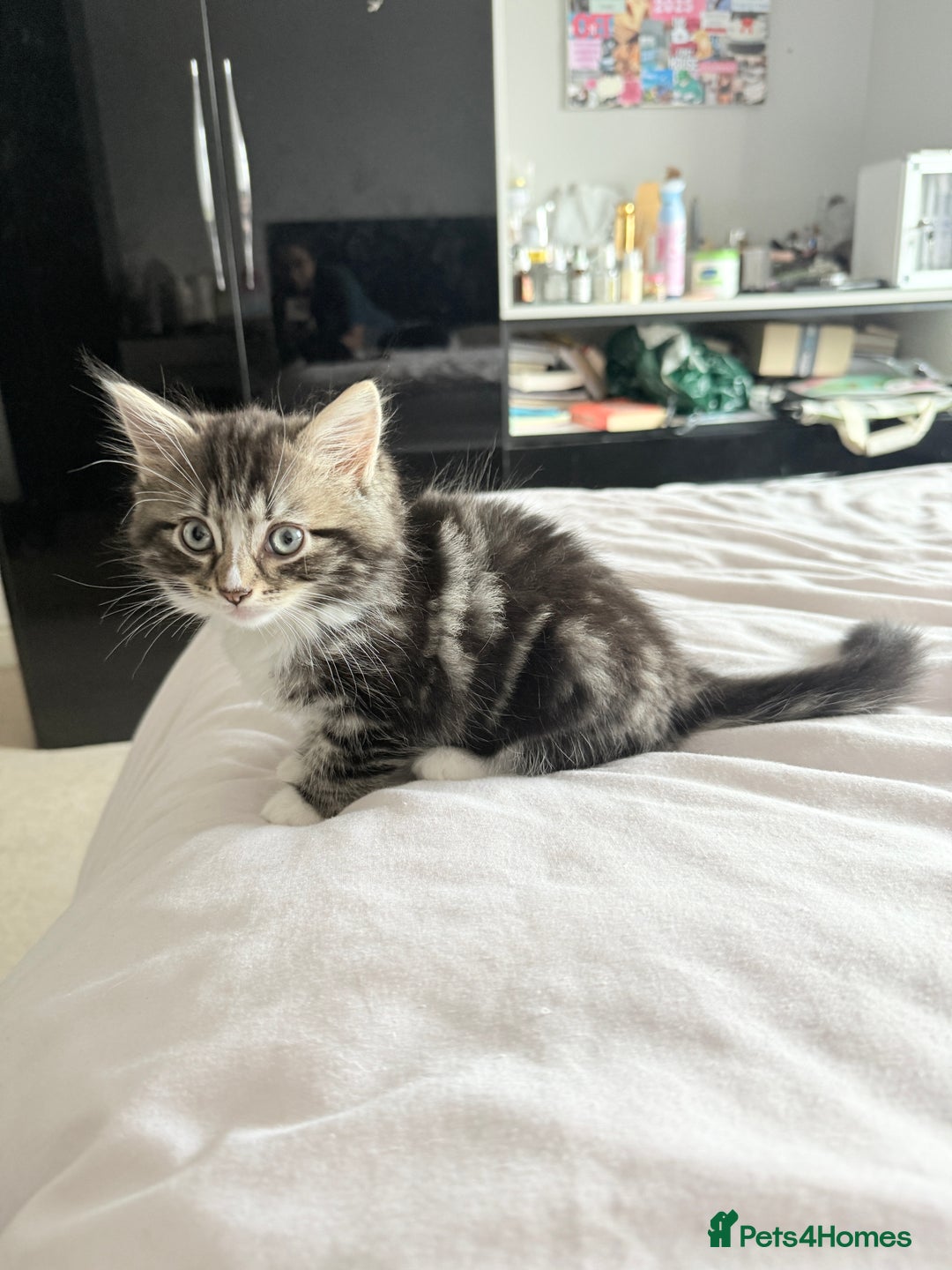 Ragdoll cats for sale: Ragdoll and Russian blue mix  - Image 15