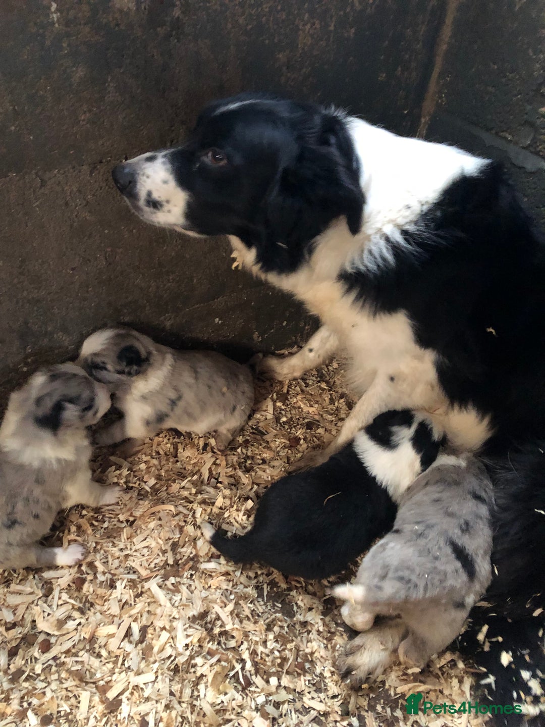 Border Collie dogs for sale: Border Collie (Long haired Blue merle) - Advert 7