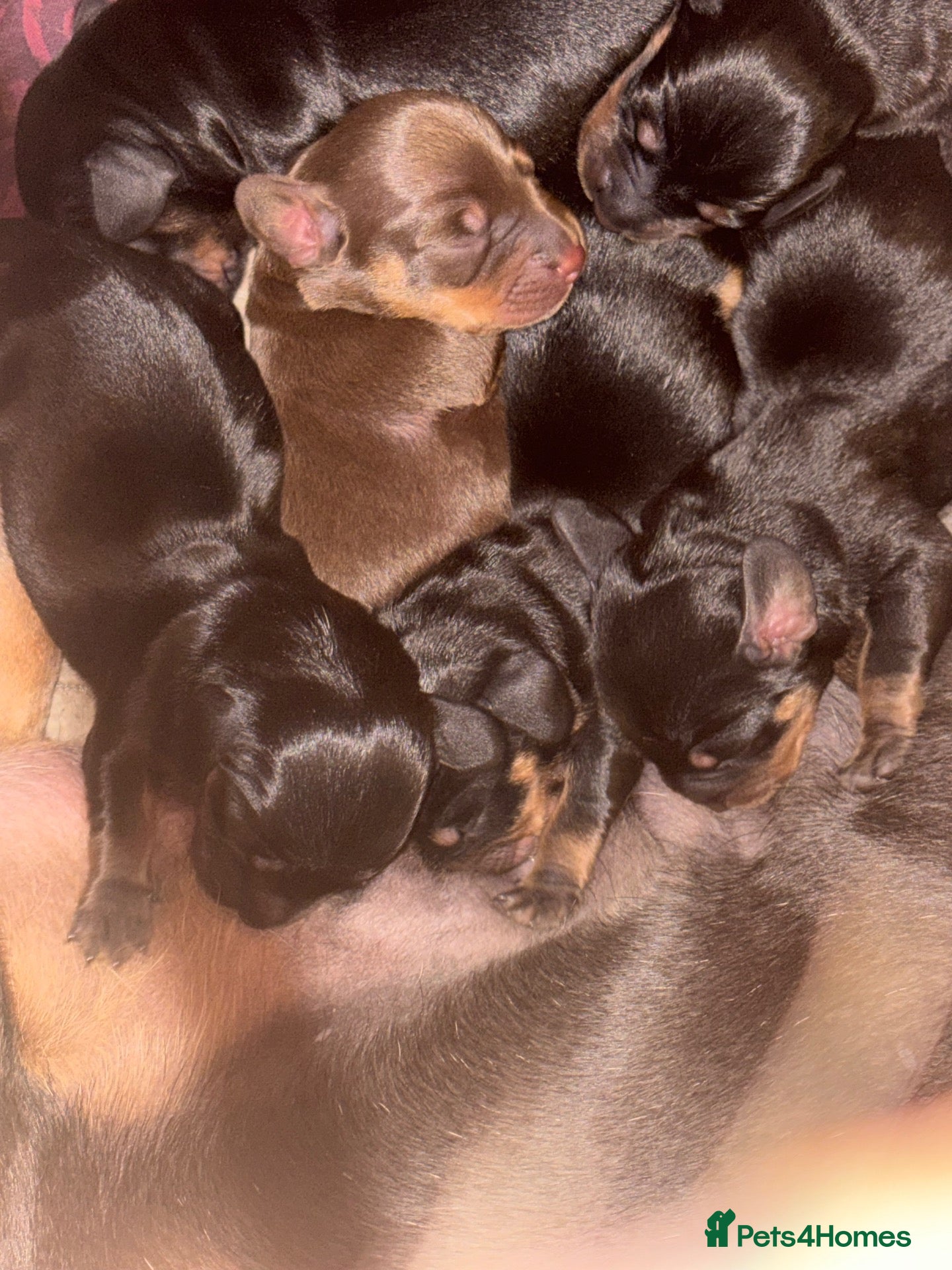 Dachshund dogs Beautiful dachshunds  - Advert 2