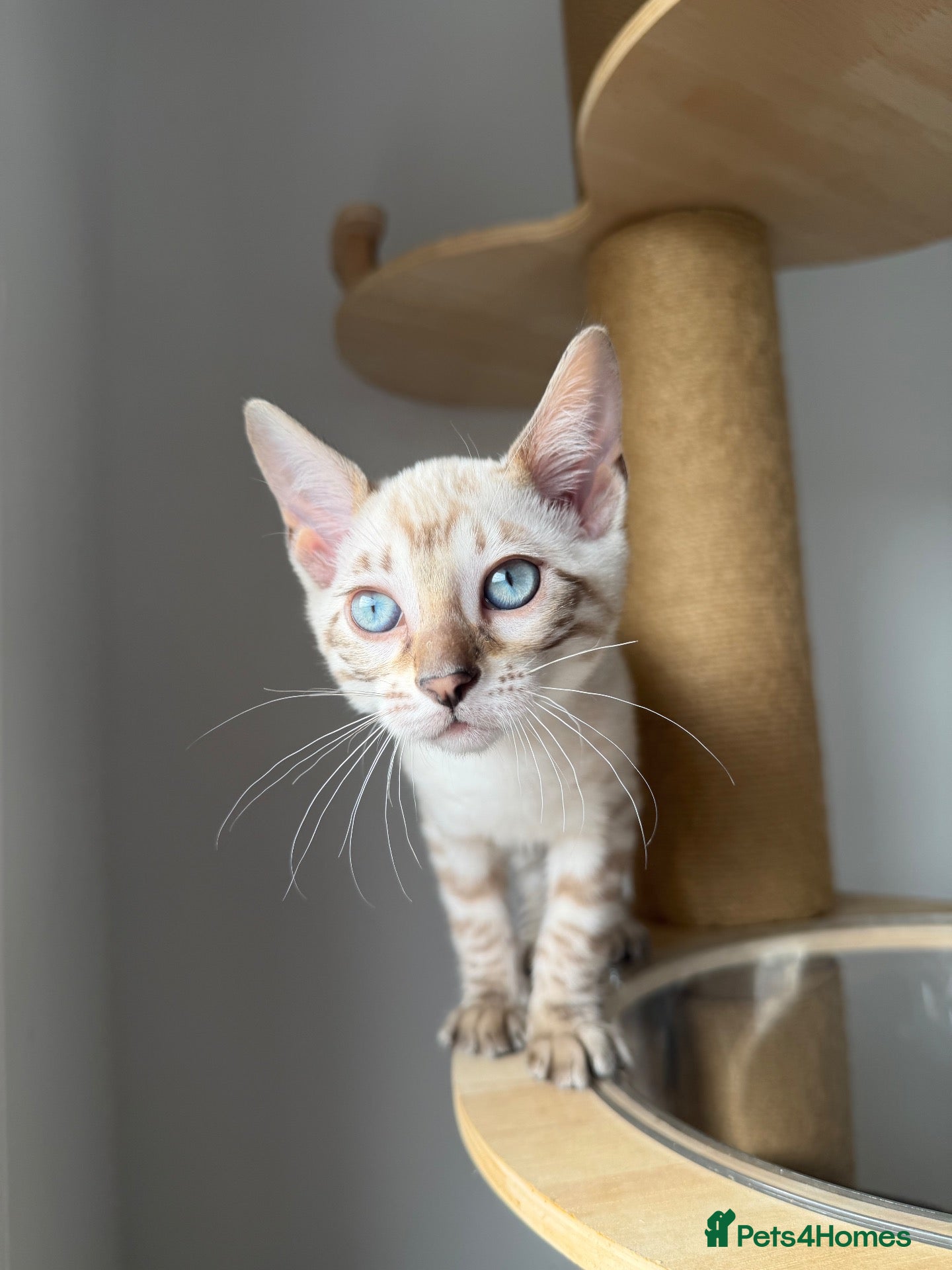 Bengal cats for sale: Pedigree, Super socialised Bengal Kittens - Advert 14