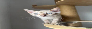 Bengal 1