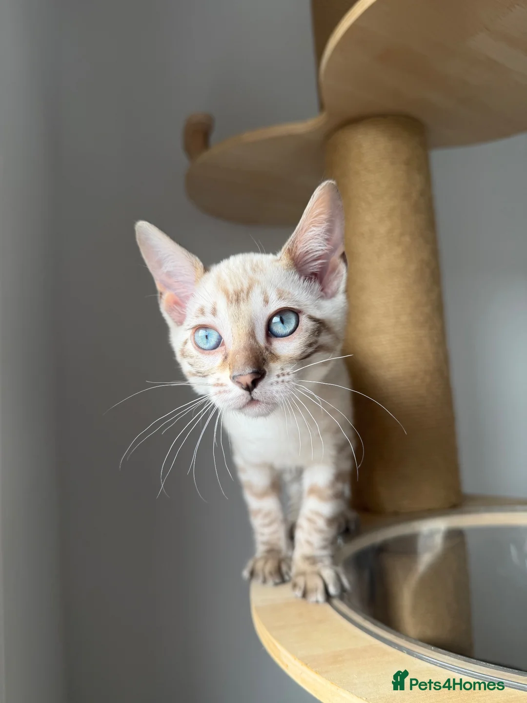 Bengal cats for sale: Pedigree, Super socialised Bengal Kittens - Advert 2